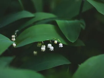 Loving-Kindness Meditation