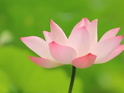 Loving-Kindness Meditation