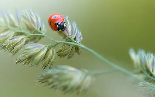 Loving Kindness (Metta)