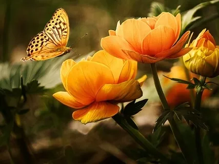 Loving Kindness - Metta