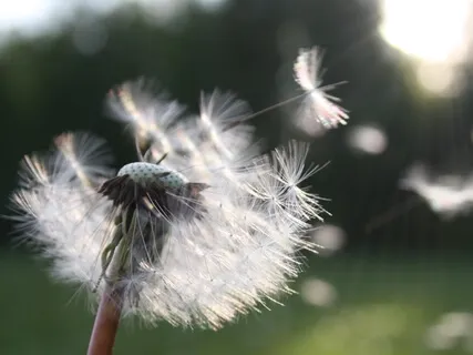 Loving-Kindness (Metta) 