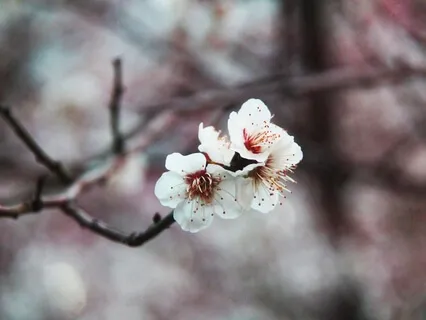 Loving Kindness (Metta) Talk + Meditation 