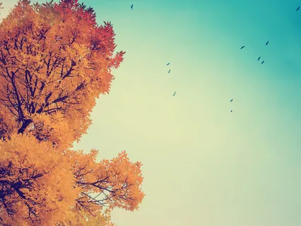 Loving-Kindness (Metta) Meditation