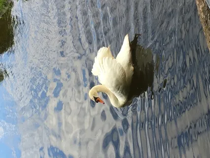 Loving-Kindness (Metta) Meditation