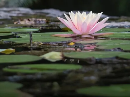 Loving Kindness Metta Meditation