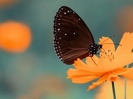 Loving-Kindness (Metta) Practice