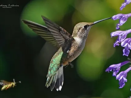 Loving Kindness (Metta) Meditation For All