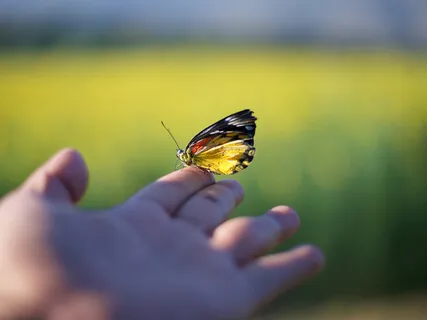 Loving-kindness For Peace & Joy
