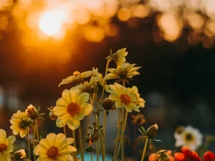 Loving Kindness Metta Meditation