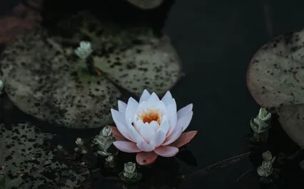 Loving Kindness - Metta - Short Version