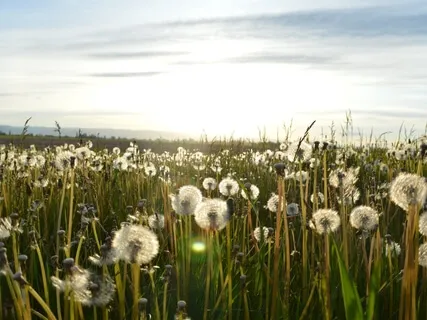 Loving Kindness (Metta) With Music