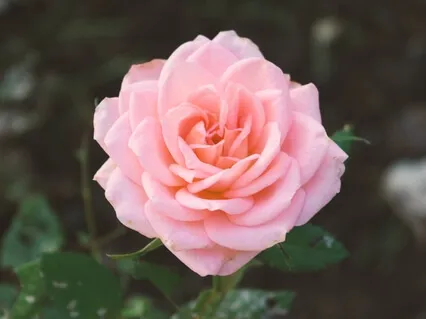 Loving-kindness På Svenska