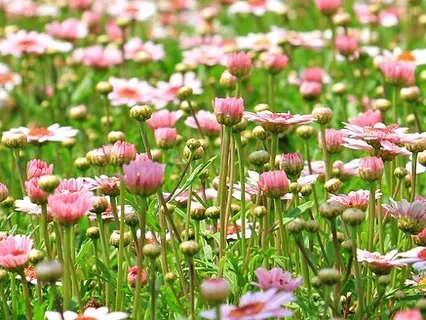 Loving Kindness Practice