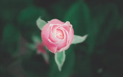 Loving Kindness | Receiving It & Embodying It To Transform