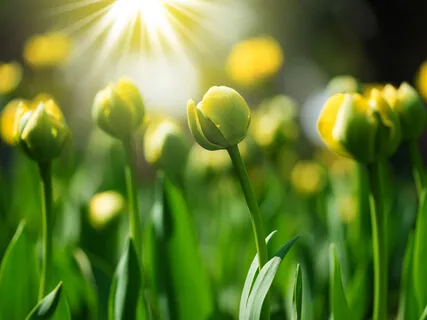 Loving-Kindness Rides The Breath