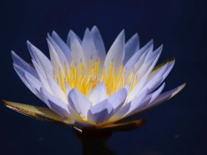 Loving-Kindness Sleep Chant: 8 Hours Of Music And Metta