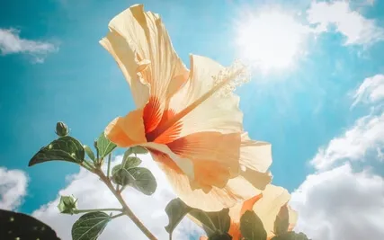 Loving Kindness Sunshine Meditation