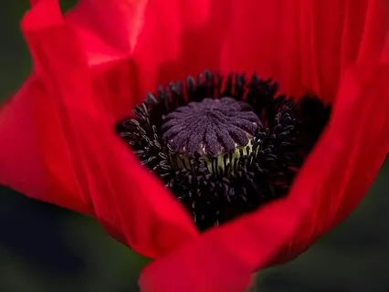 Loving Kindness- The Flower Garden