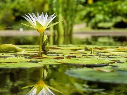 Loving-Kindness Through The Lifespan