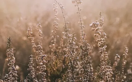 Loving-Kindness To Ourselves. Metta