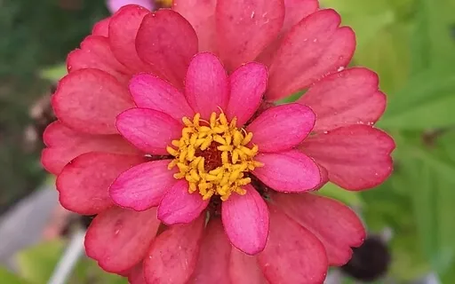 Loving Kindness To The World