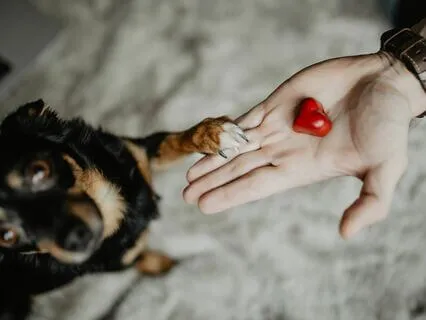 Loving Kindness Towards A Pet