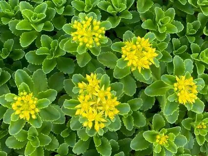 Loving Kindness Yoga Nidra