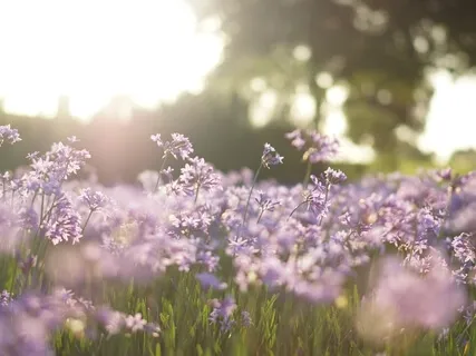 Loving Light Savasana Body Scan Meditation