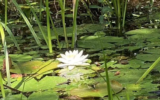 Loving Meditation For Sleep