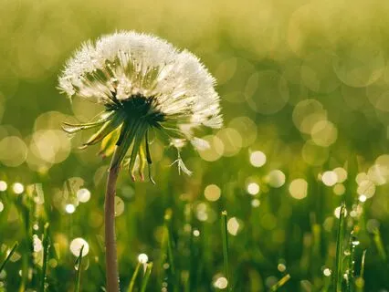 Loving Start: Morning Meditation