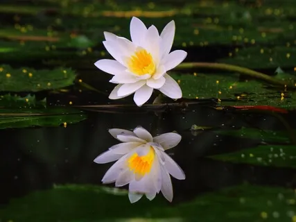 Loving Yourself And Loving the World