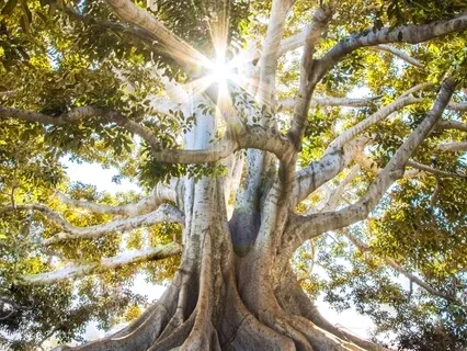 Lovingkindness And Mother Nature