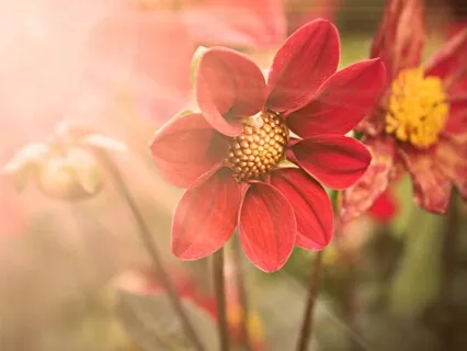 Lovingkindness Meditation