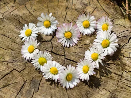 Lovingkindness Meditation