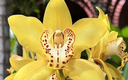 LovingKindness Meditation