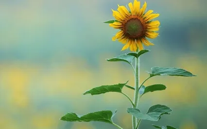 Lovingkindness Meditation: Be Happy