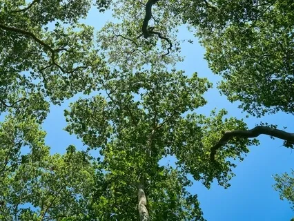 Lovingkindness For Anxiety