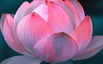 Lovingkindness (Metta) Meditation