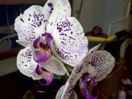 Lovingkindness Practice