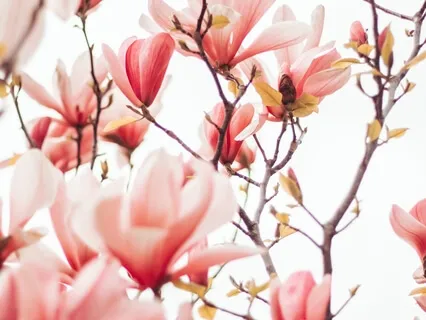 Lovingkindness - The Basics