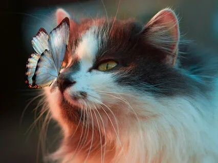 Lovingkindness: Toward All Beings, Without Exception (METTA)