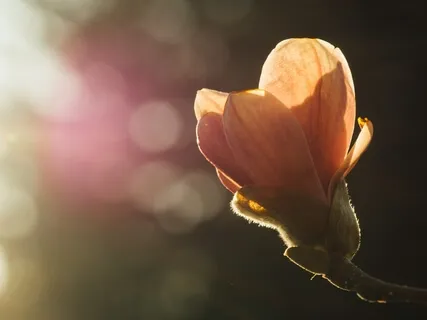 Lovingly Luminous Meditation