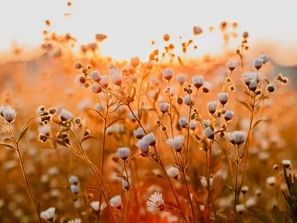 Lovingly Reconnect With Your Emotions (No Background Music)