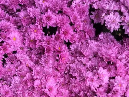 Low-Frequency Pink Noise For Deep Nervous System Relief