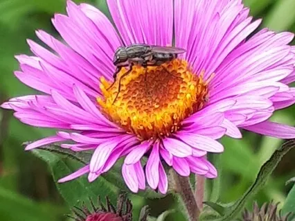 Low Theta Waves Meditation, Binaural Beats, Some Hand Pan