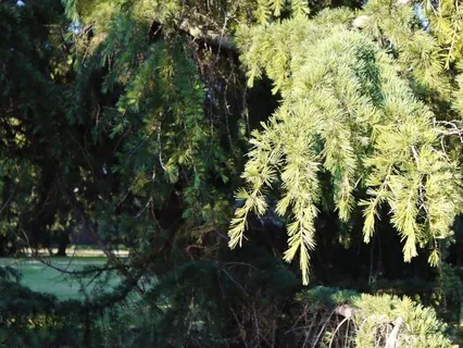 Lower Breath Exercise