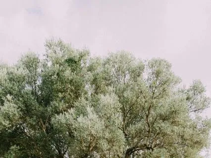 Lowering The Intensity