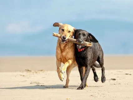 Loyalty Like A Dog: Open Heart In Trust & Presence