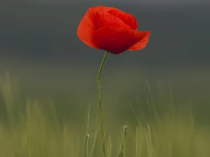 Lucenscia Insights With Michelle Maldonado: Activating The Vagus Nerve & Parasympathetic Nervous System