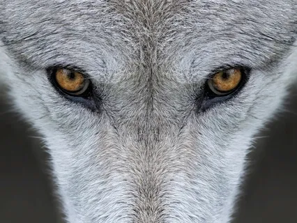 Lucid Dreaming Music with Wolves: Theta Binaural Beats Meditation